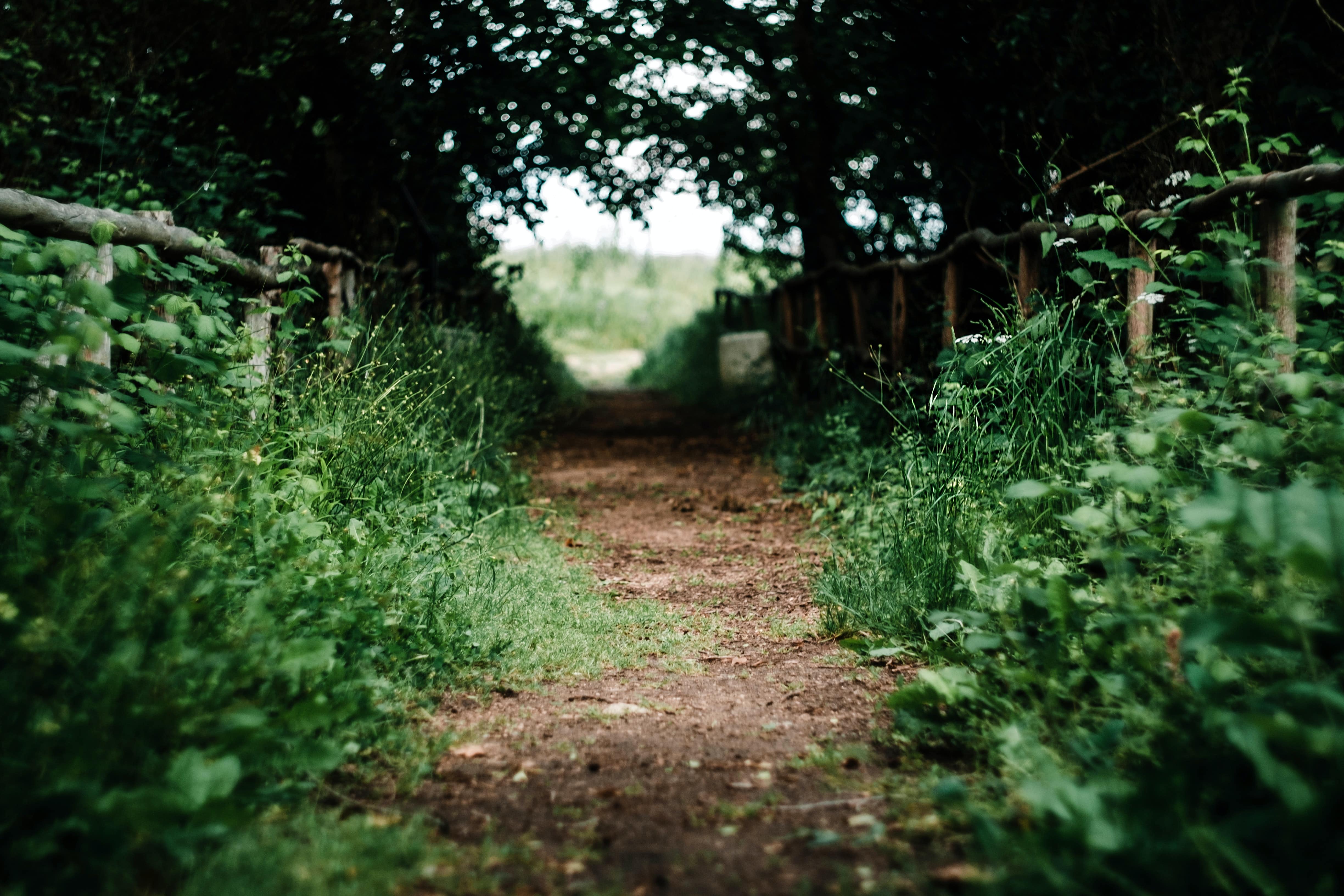 wald